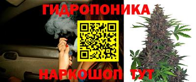 крисы Будённовск
